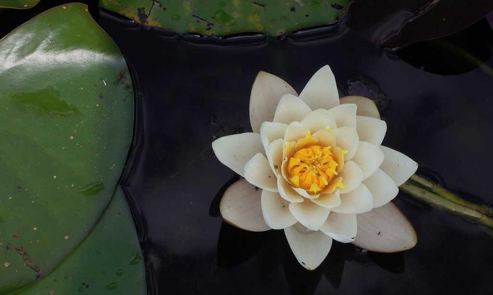 Campos de tulipanes en Holanda 2026